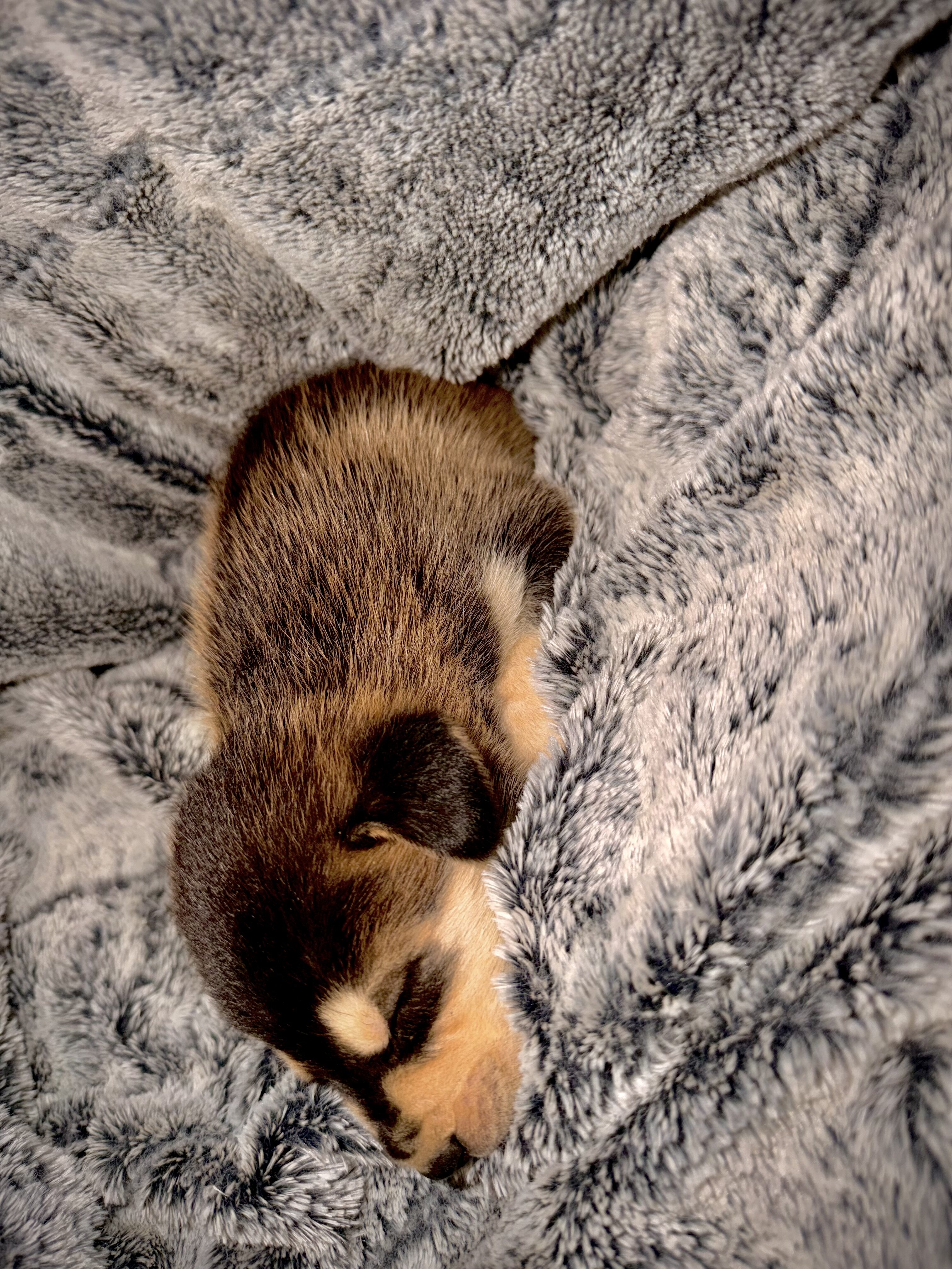 Cinder- Husky/German Shepherd image 1