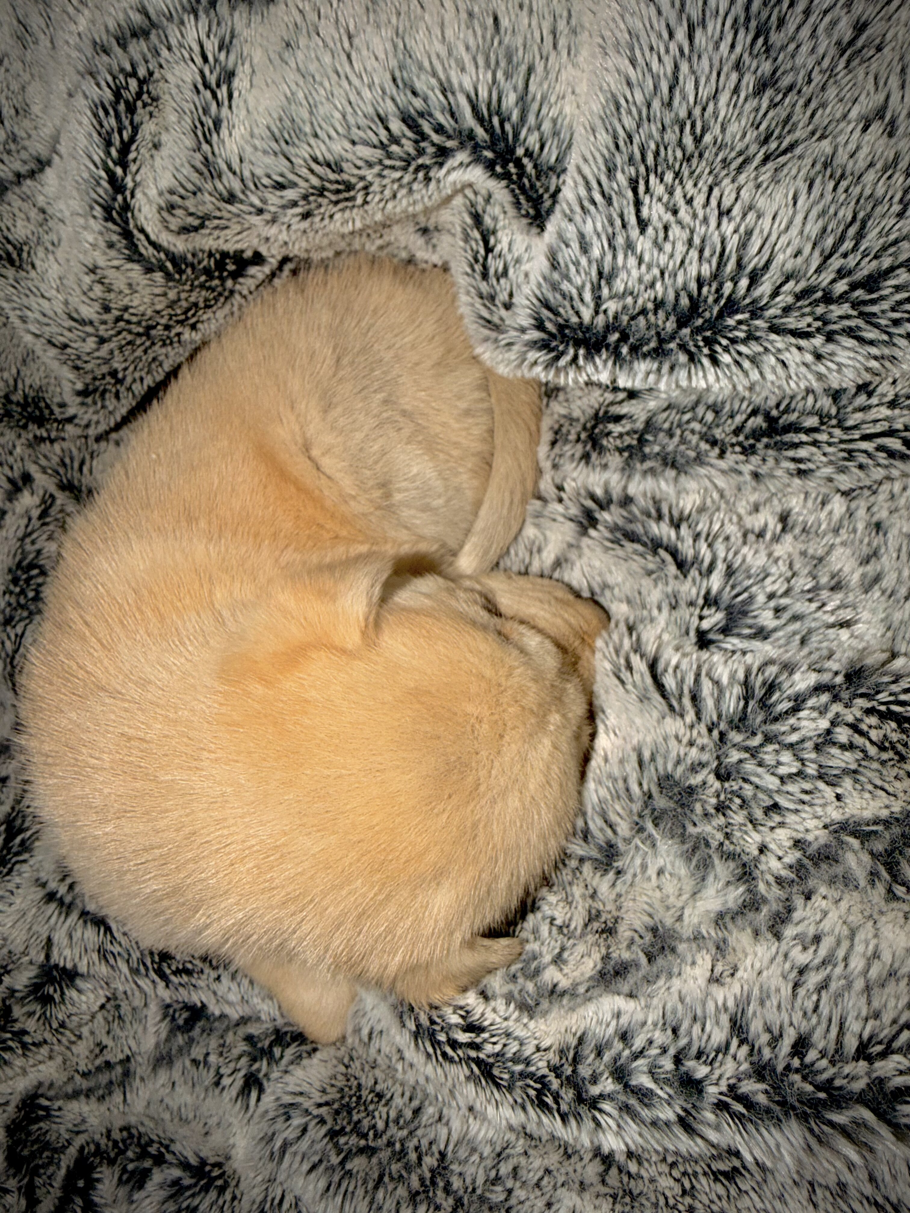 Koda- Husky-German Shepherd image 3