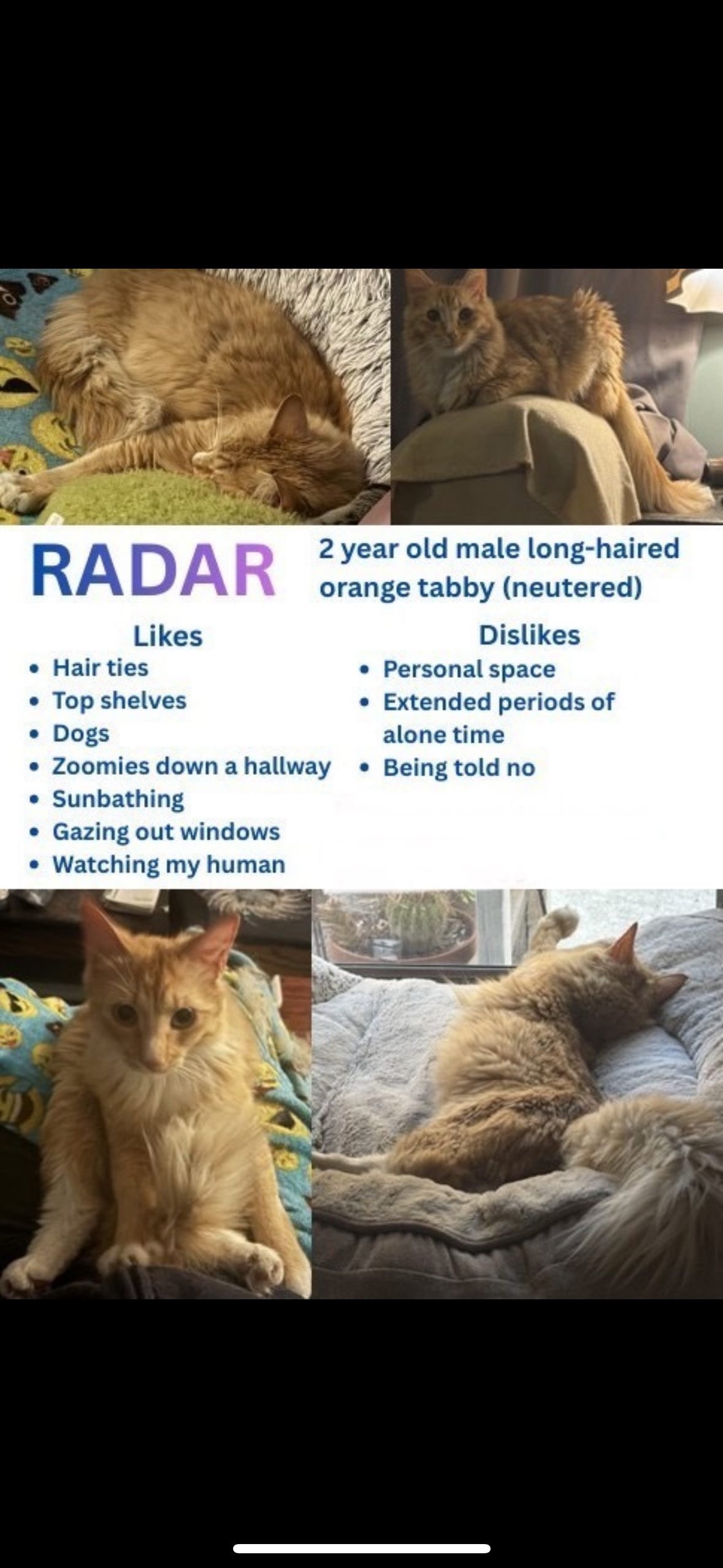Long-haired orange tabby image 1