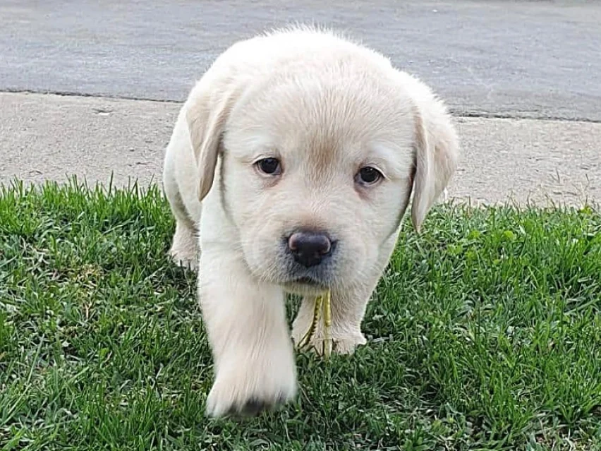 Dixie – Labrador Retriever puppy image 1