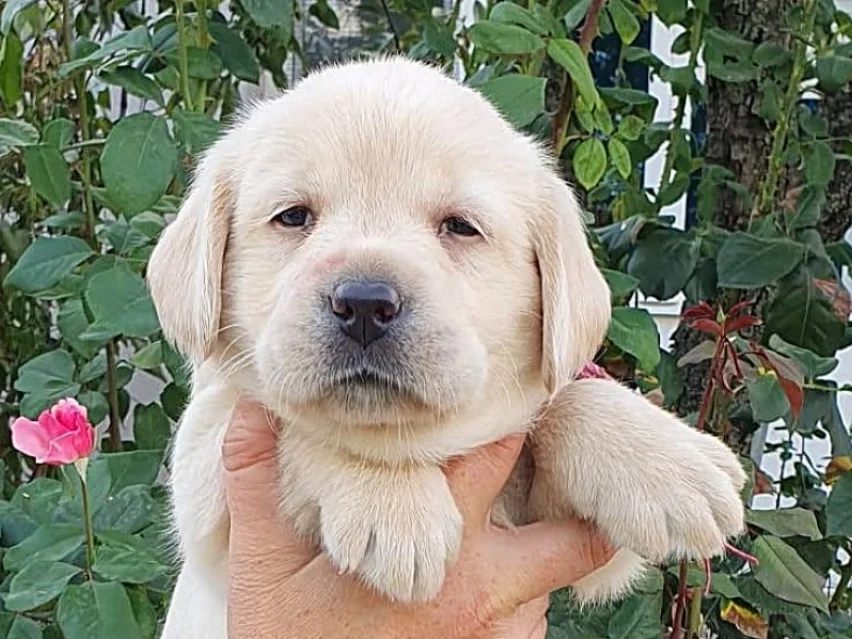 Dixie – Labrador Retriever puppy image 2