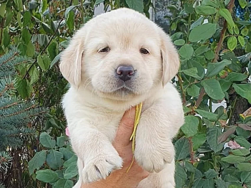 Dixie – Labrador Retriever puppy image 3