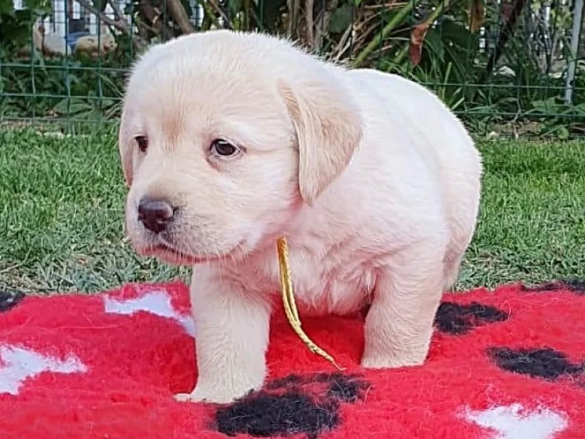 Dixie – Labrador Retriever puppy image 4