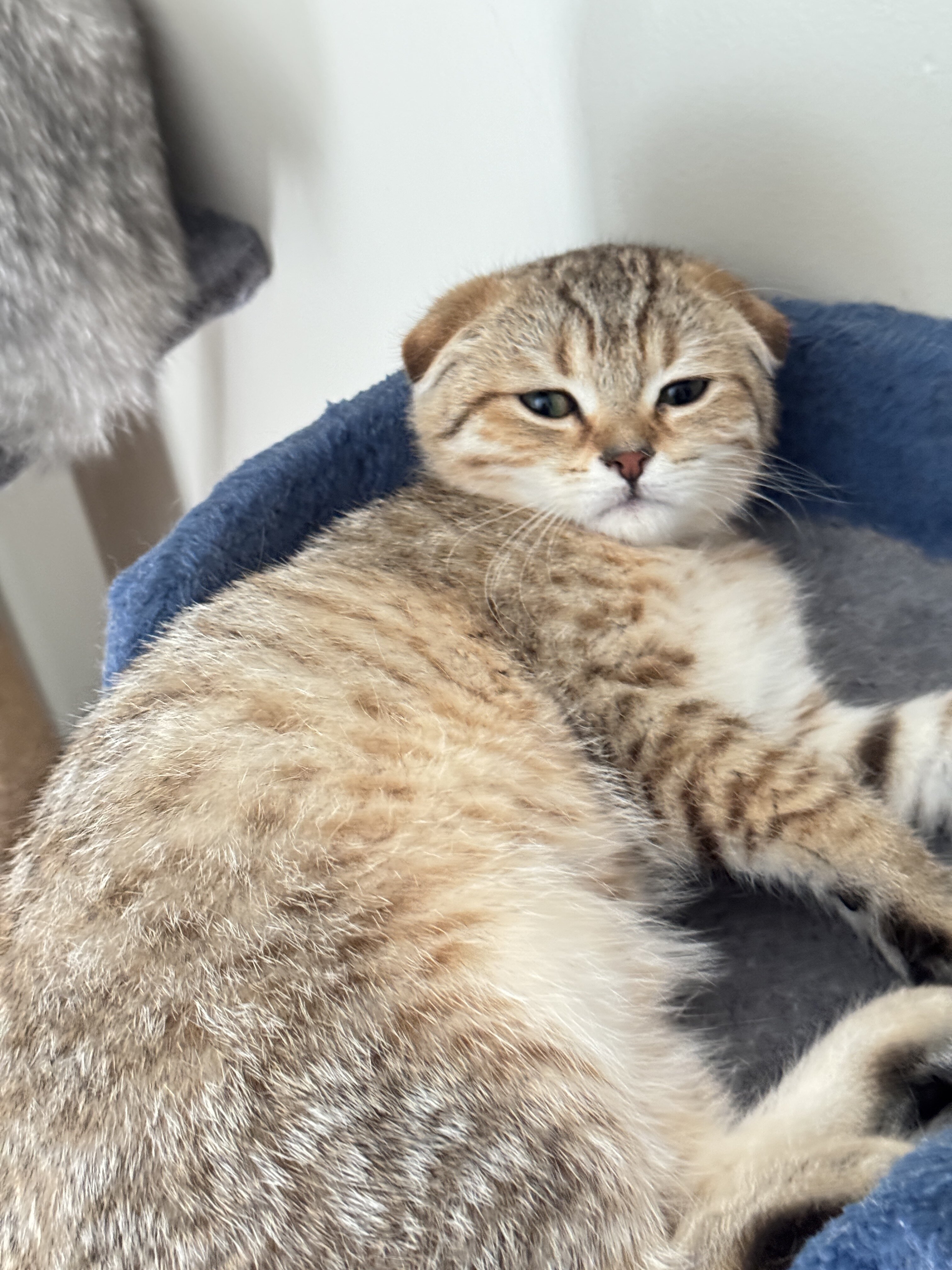 Adorable Scottish Kitten with Cute Short Ears image 3