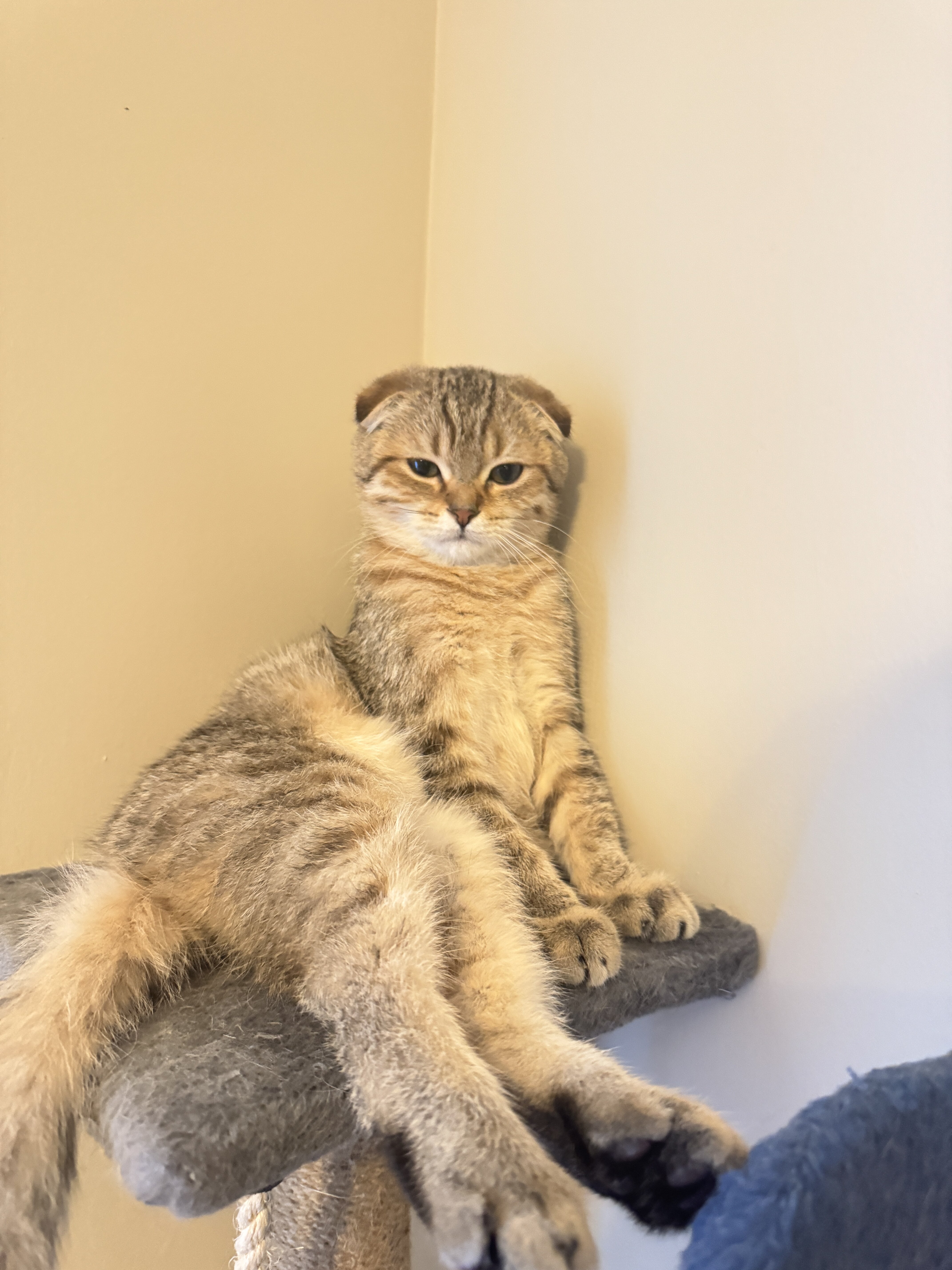 Adorable Scottish Kitten with Cute Short Ears image 2