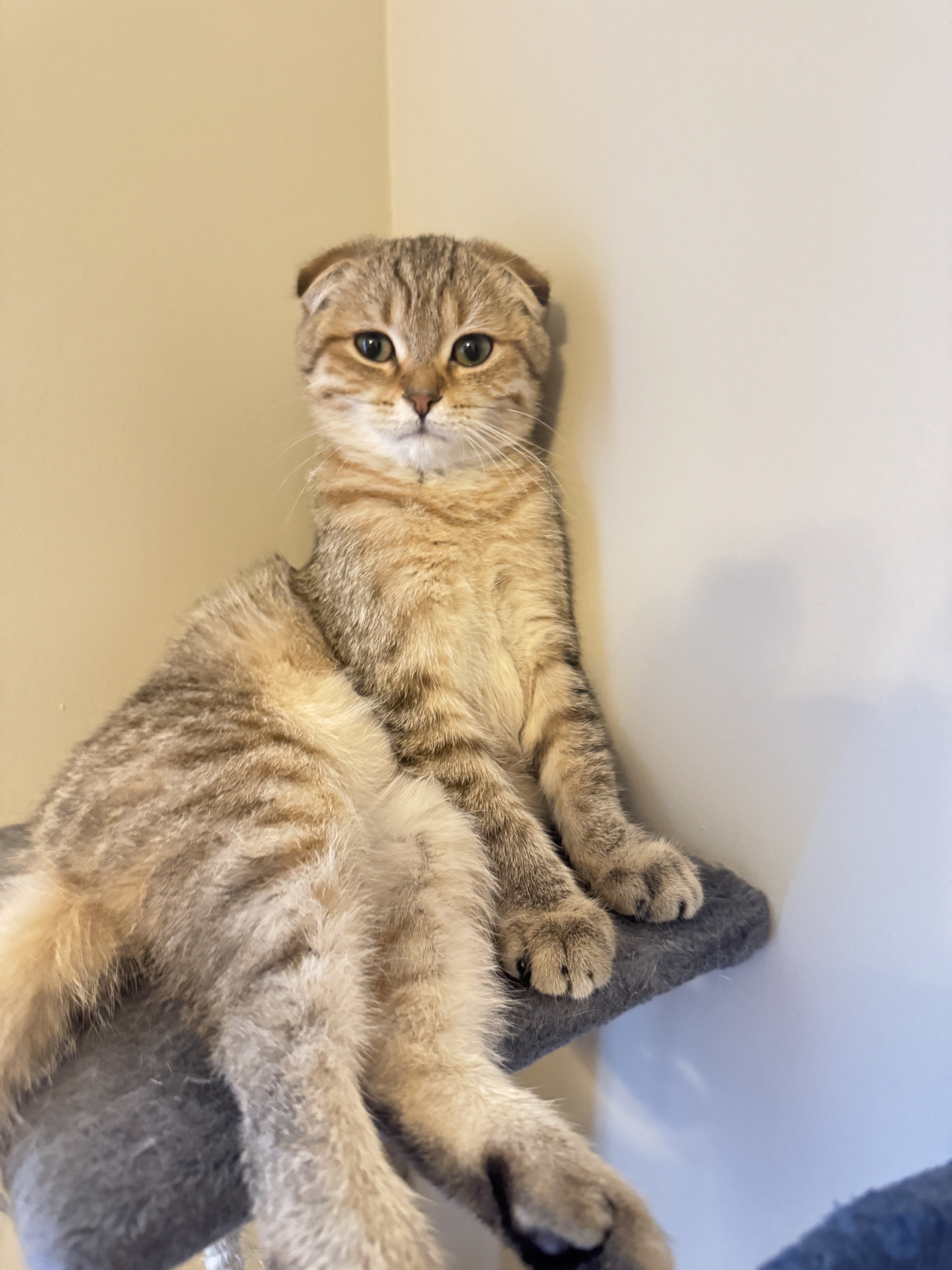 Adorable Scottish Kitten with Cute Short Ears image 1