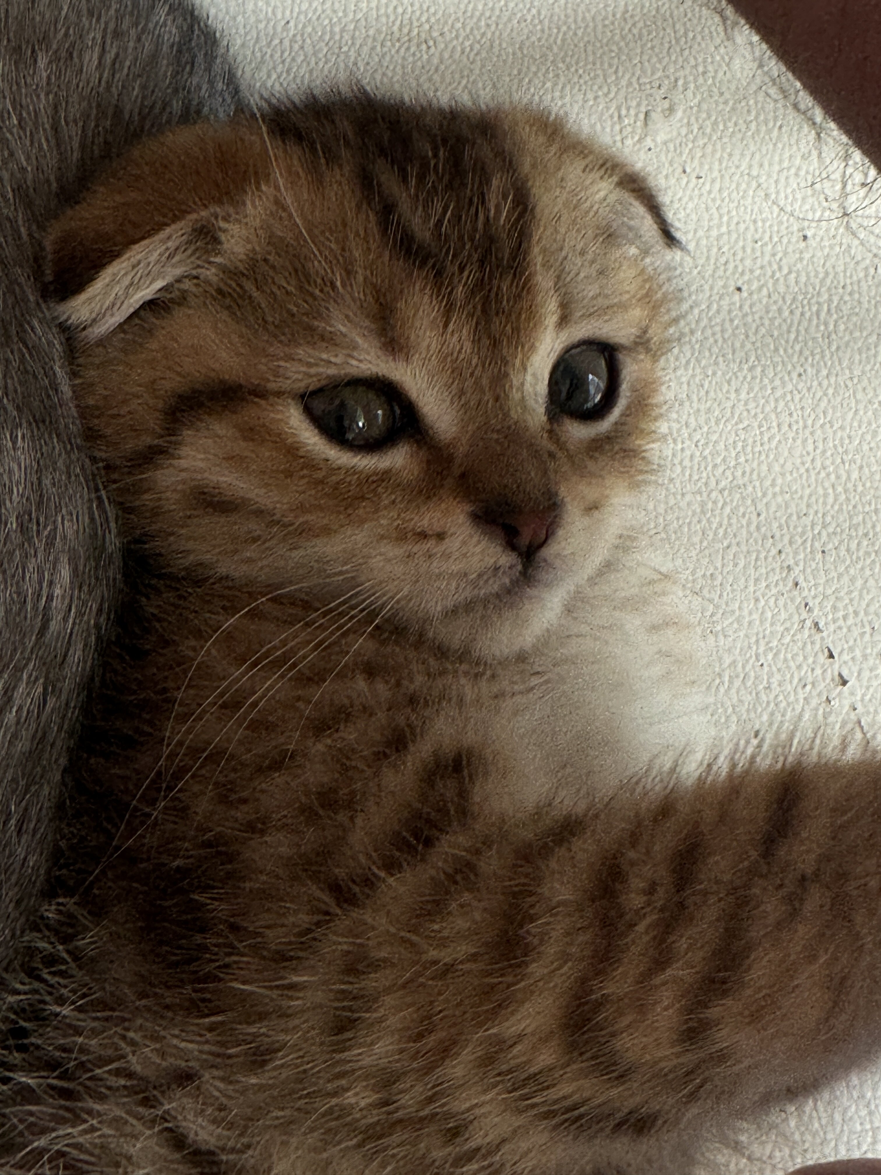 Adorable Scottish Kitten with Cute Short Ears image 5
