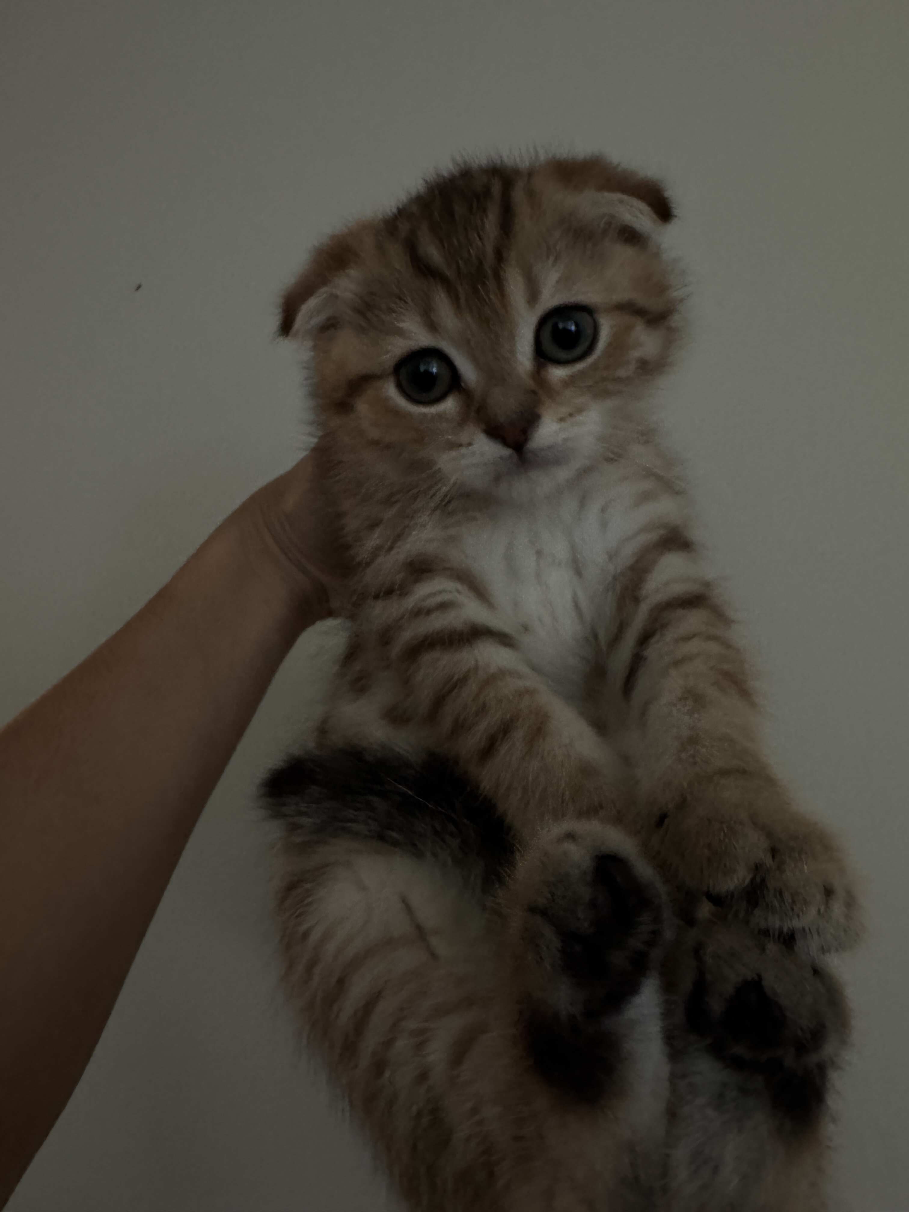 Adorable Scottish Kitten with Cute Short Ears image 4