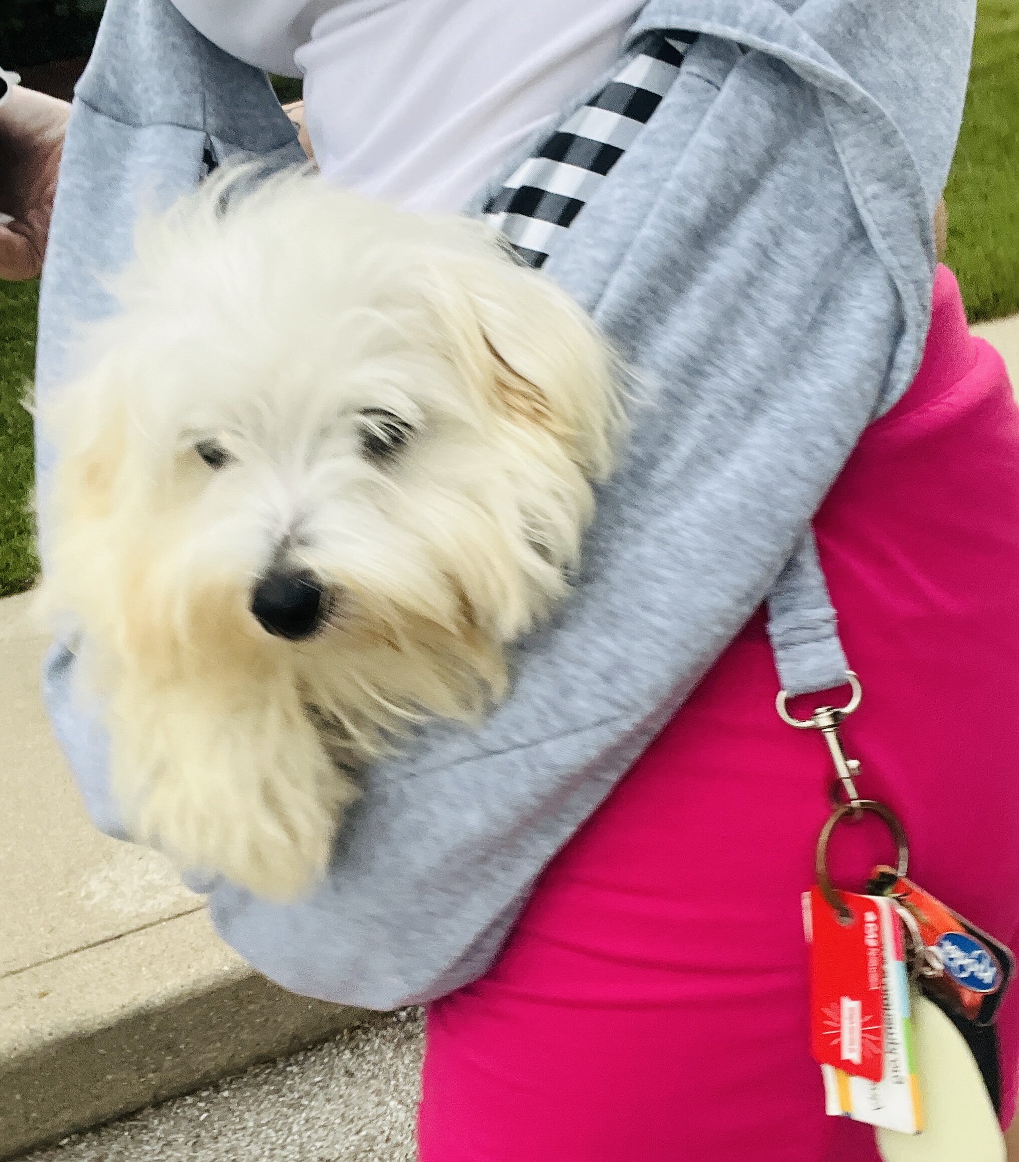 Puppy Maltese female image 2