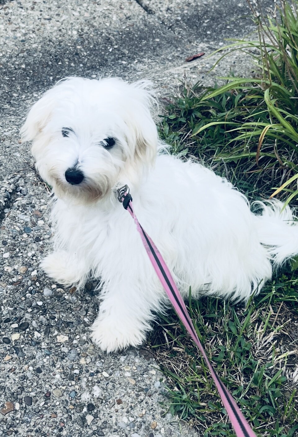 Puppy Maltese female image 1