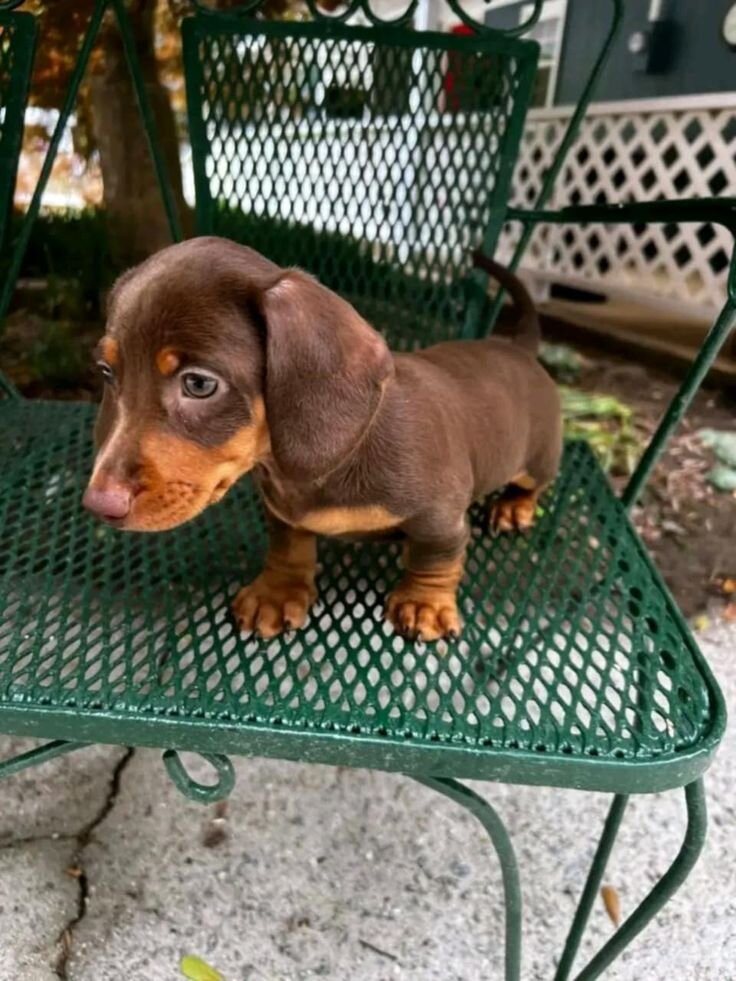 Miniature Dachshund Puppies For New Homes image 3