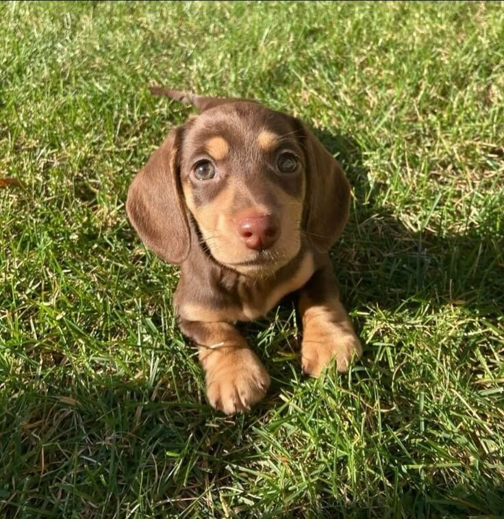 Miniature Dachshund Puppies For New Homes image 2