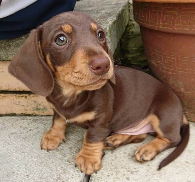 Miniature Dachshund Puppies For New Homes image 5