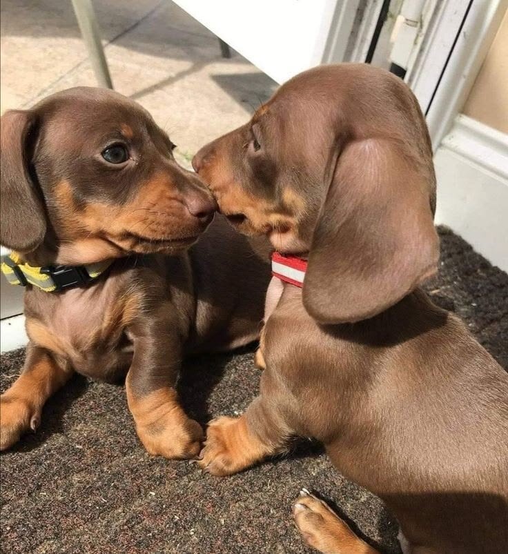 Miniature Dachshund Puppies For New Homes image 1