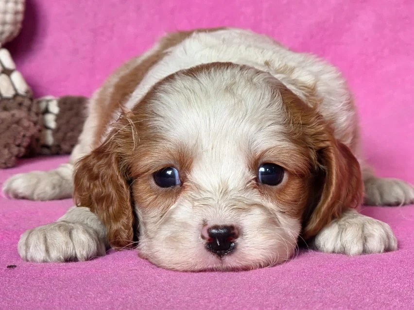 Patricia – Cavalier King Charles Spaniel puppy image 4