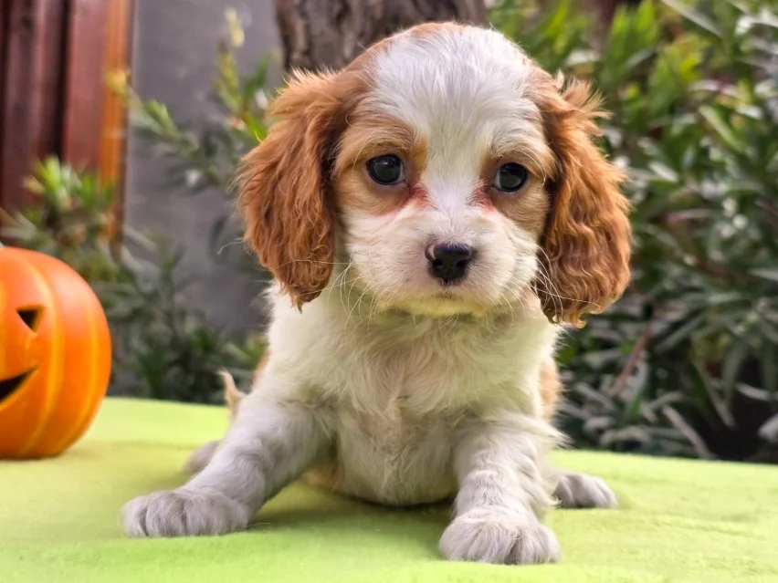 Patricia – Cavalier King Charles Spaniel puppy image 1
