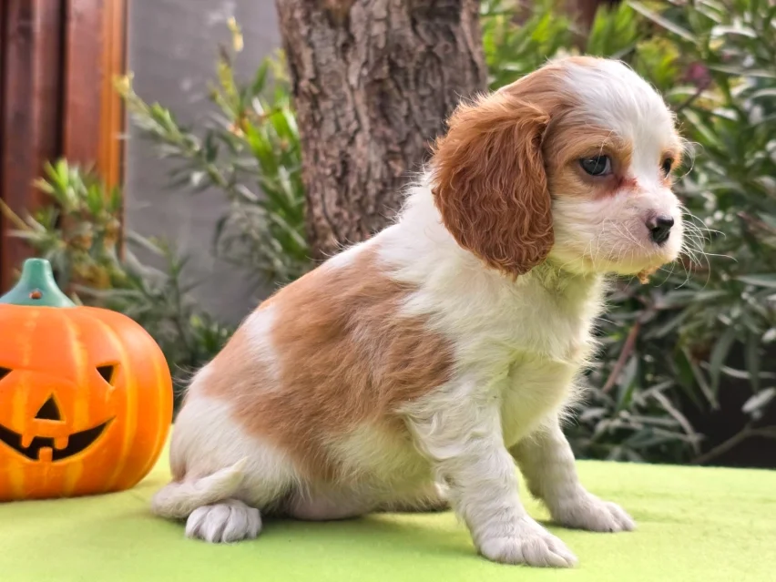 Patricia – Cavalier King Charles Spaniel puppy image 2