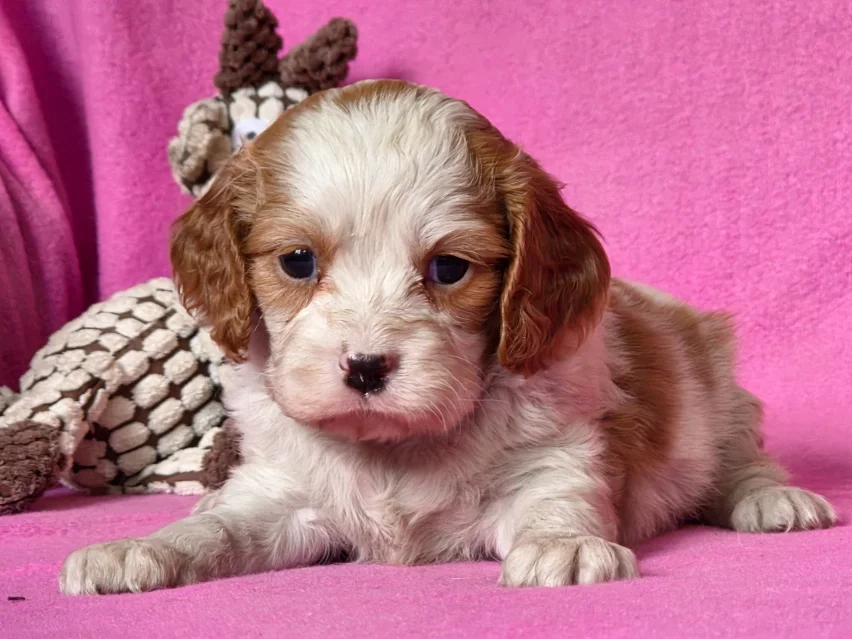 Patricia – Cavalier King Charles Spaniel puppy image 3