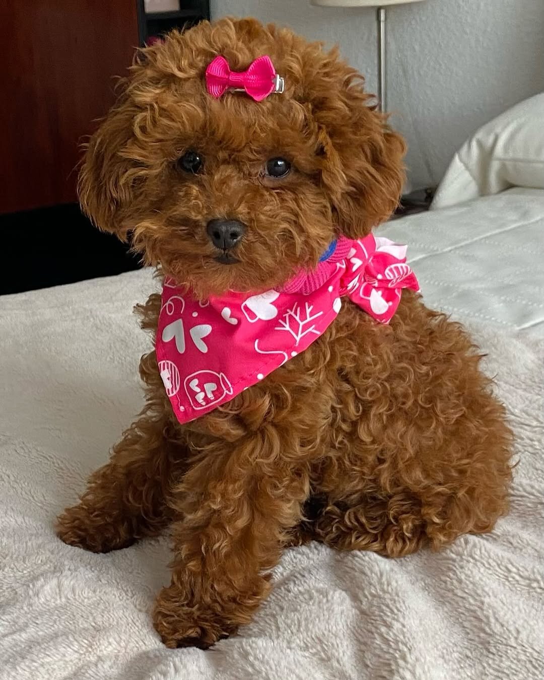 Toy Poodle Puppies image 1