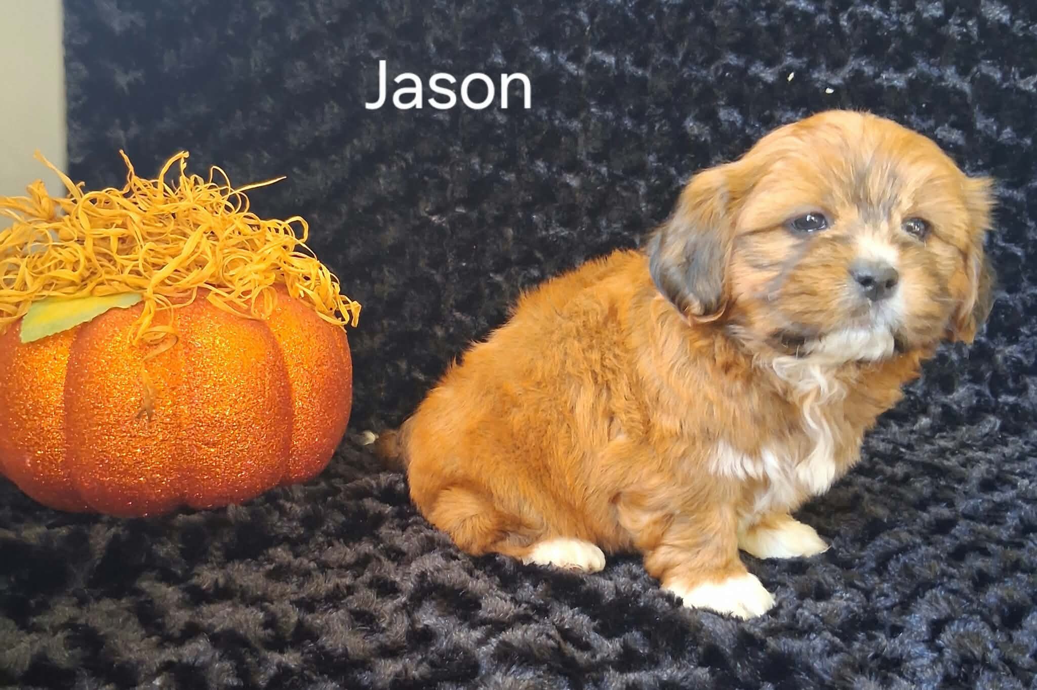 Jason image 2