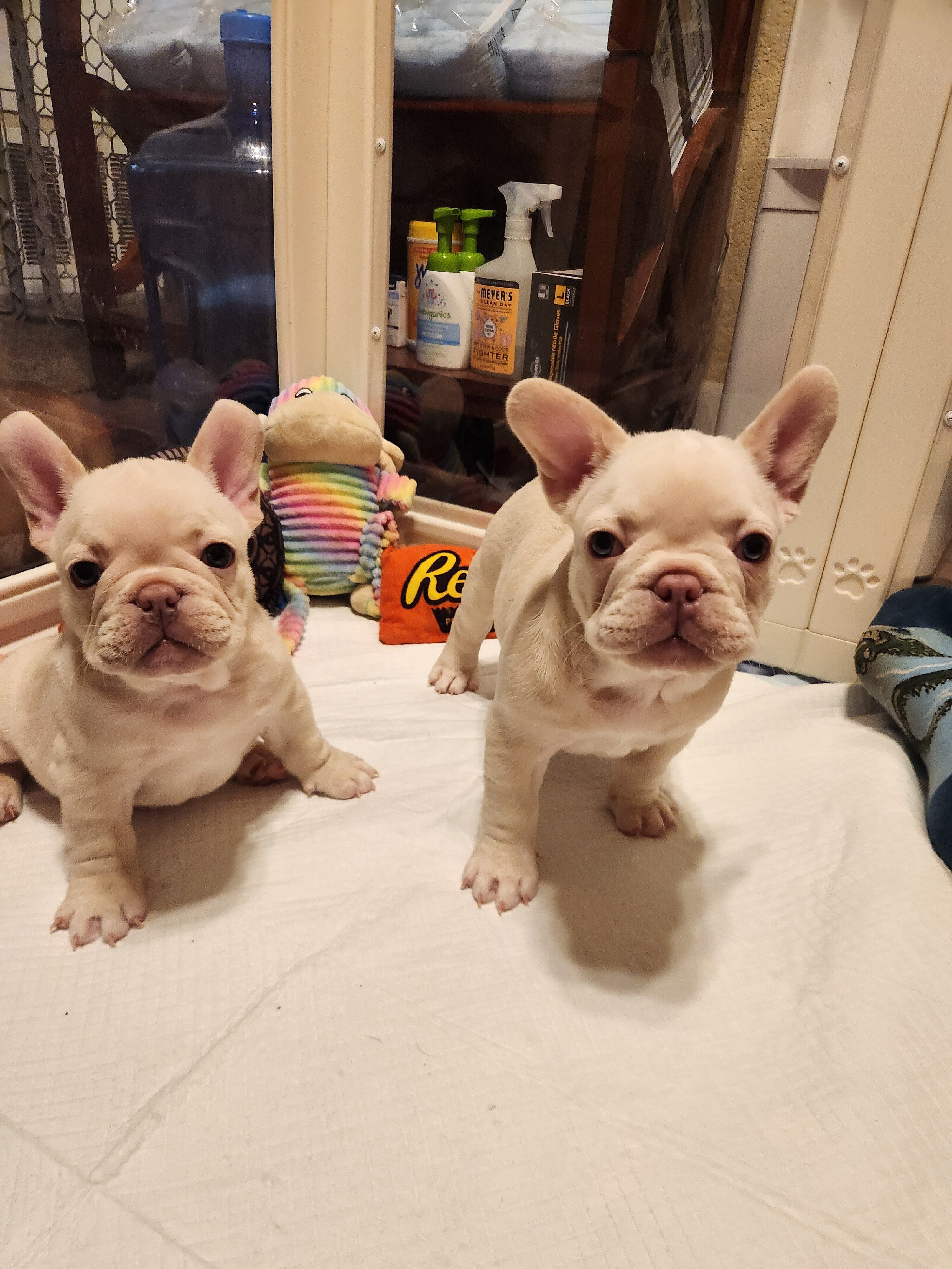 Frenchie puppies exotic 916-274-1518 image 4