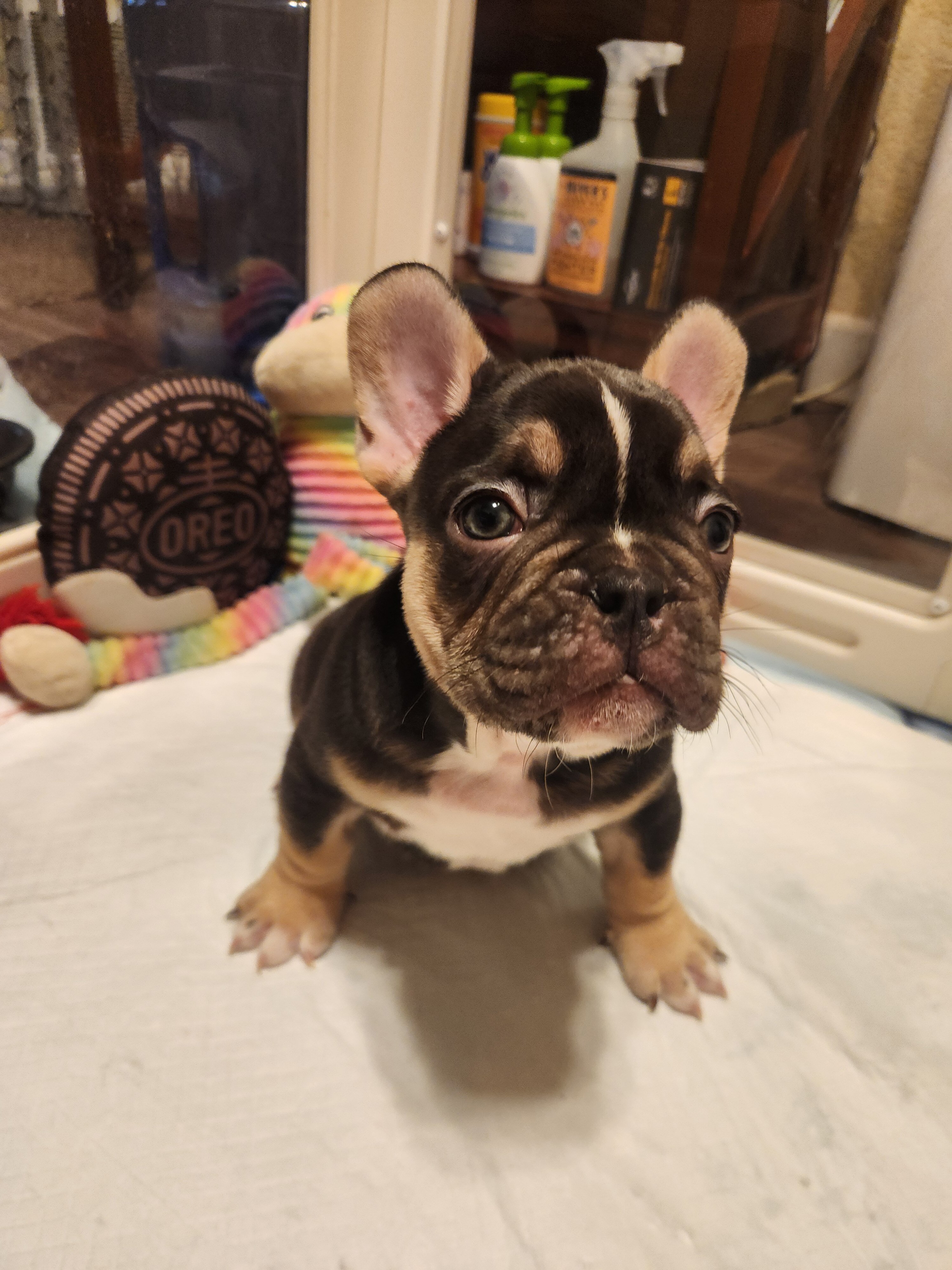 Frenchie puppies exotic 916-274-1518 image 3