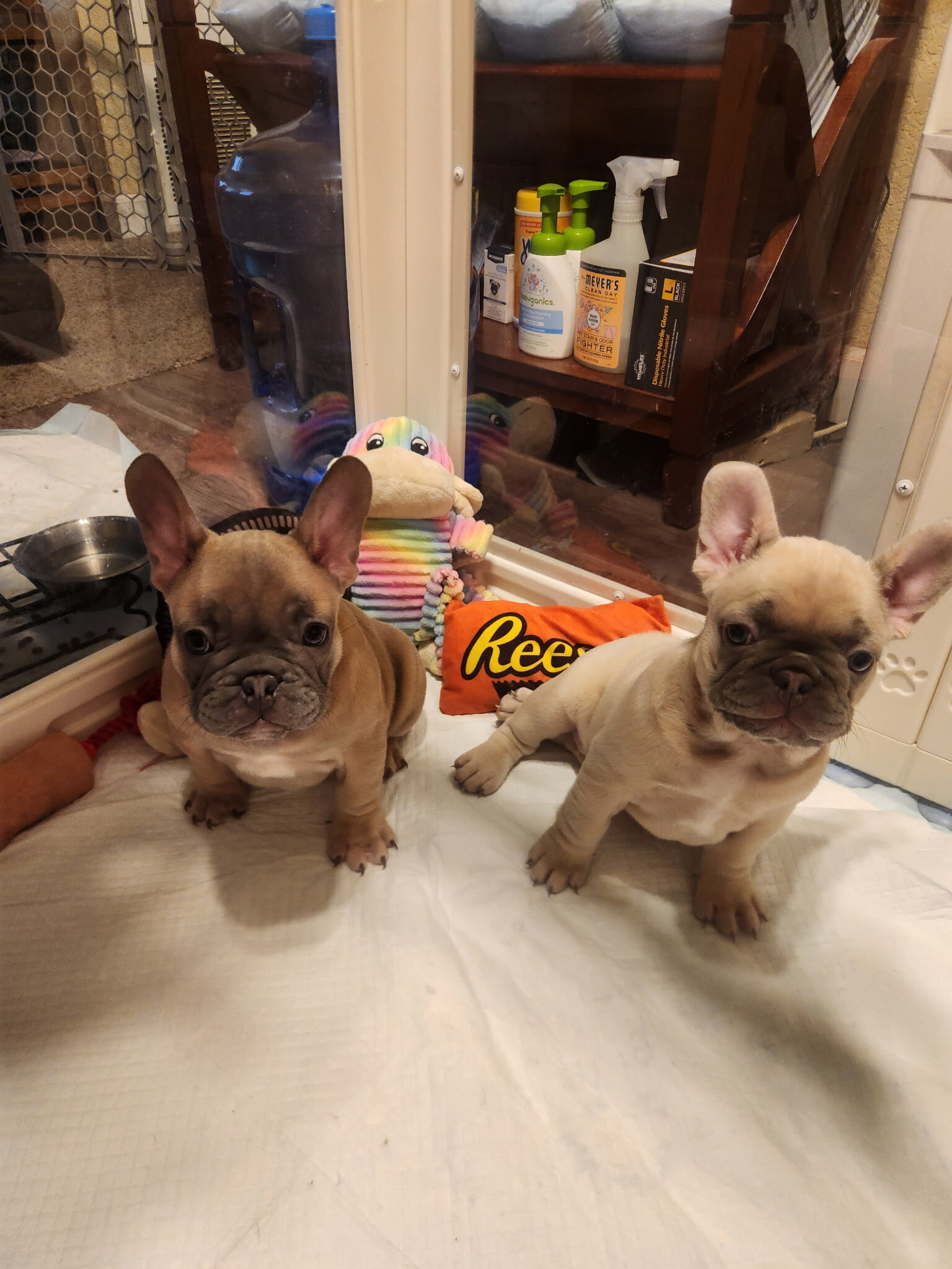 Frenchie puppies exotic 916-274-1518 image 2