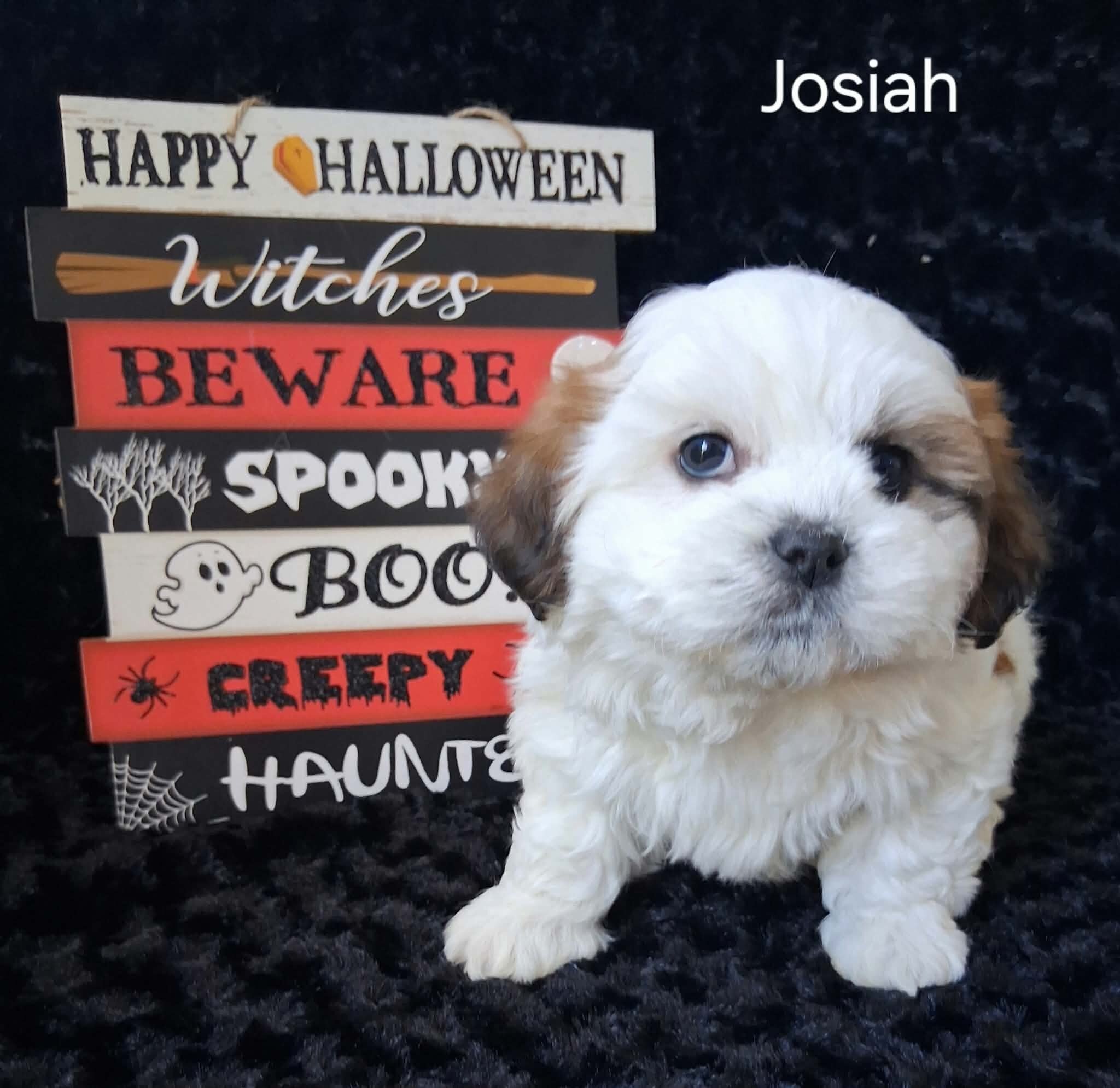 Josiah image 3