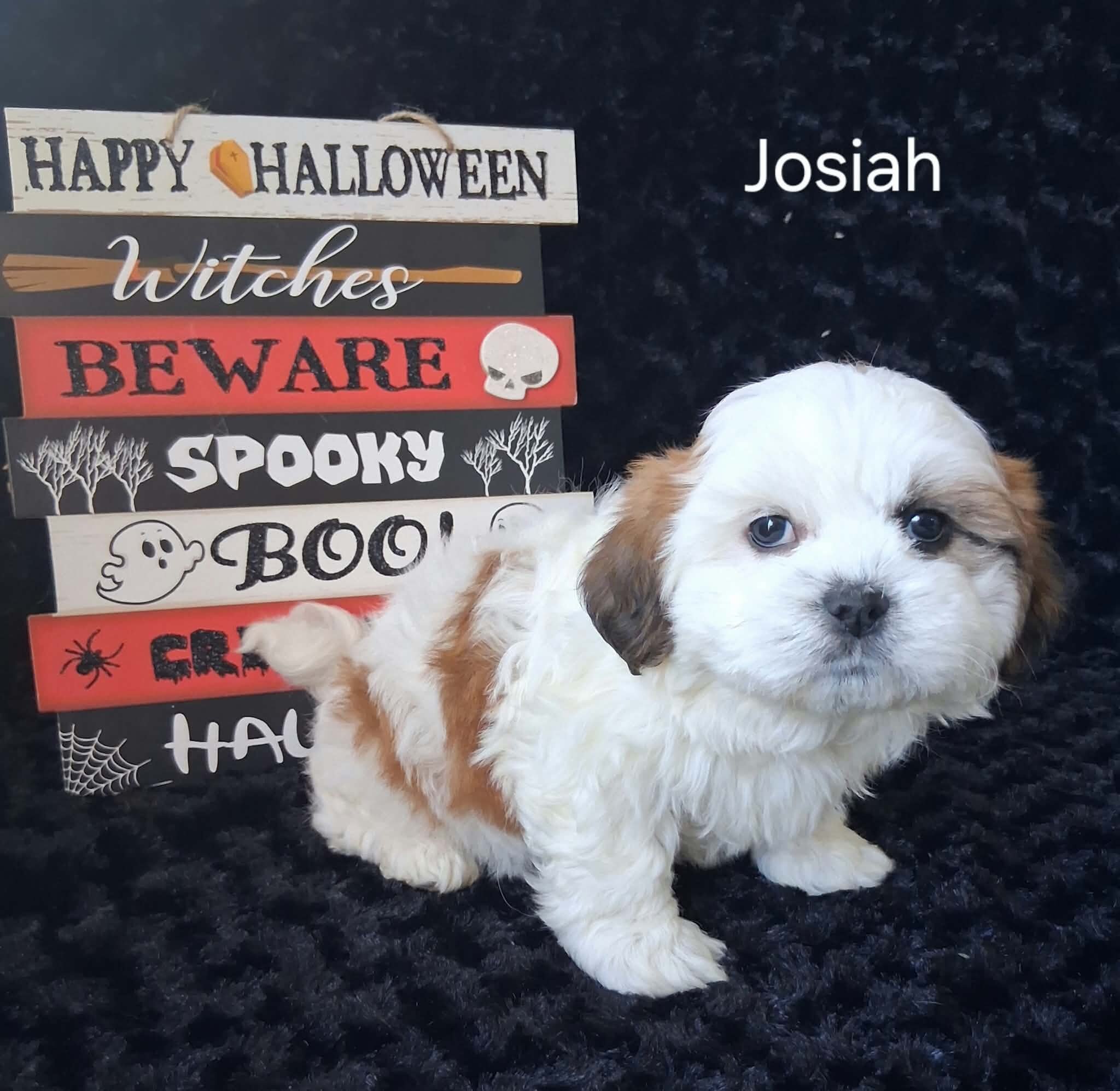 Josiah image 2