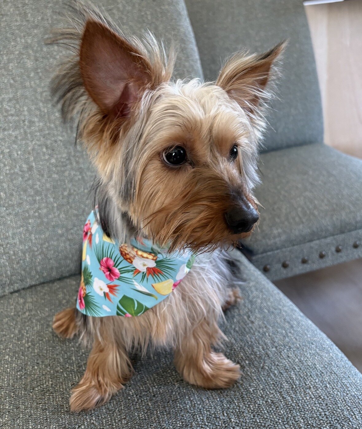 Male Yorkie image 4
