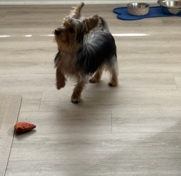 Male Yorkie image 1