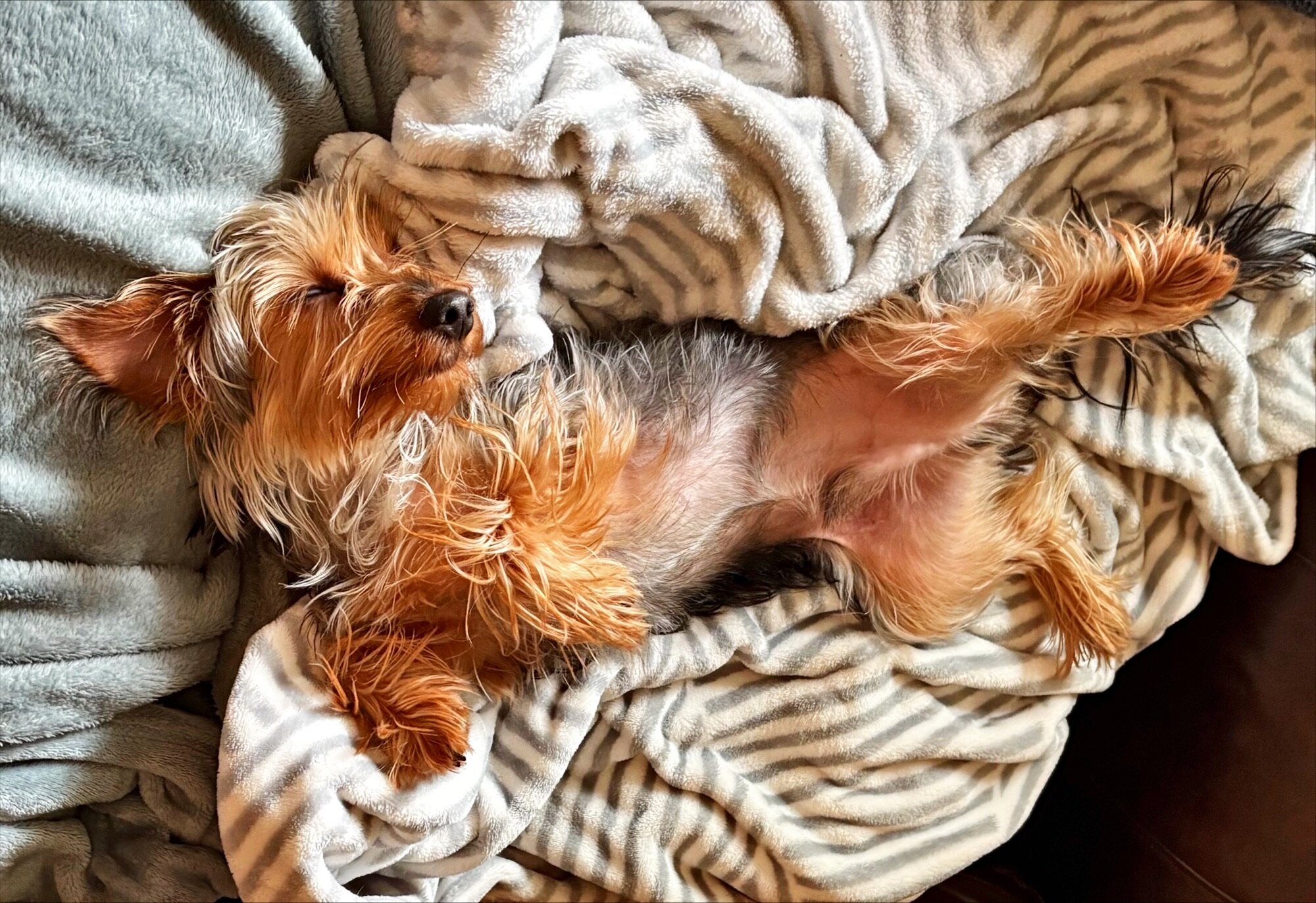 Male Yorkie image 2
