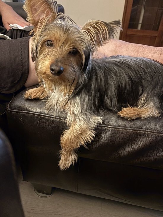 Male Yorkie image 3