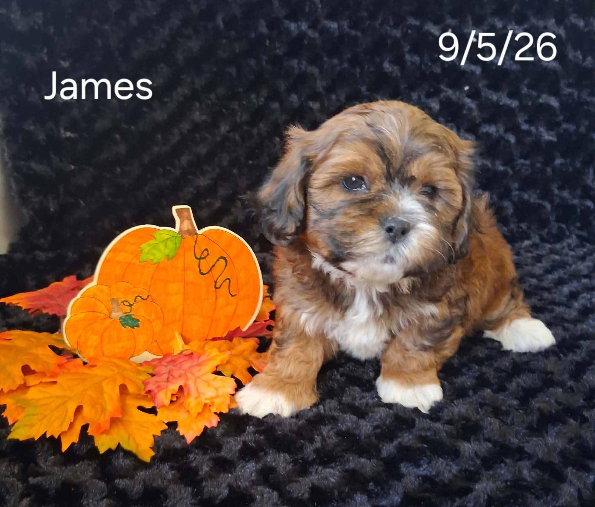 James image 1