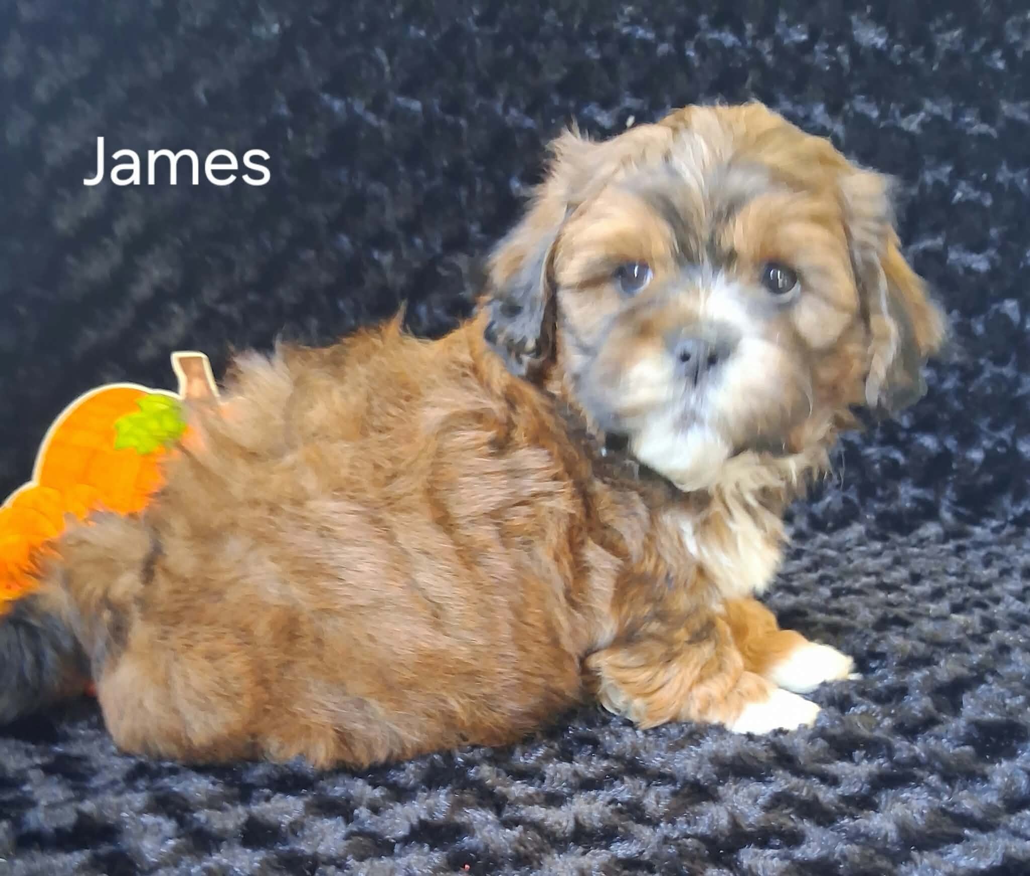 James image 3