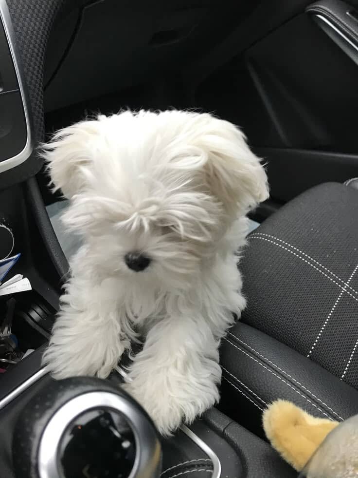 Lovely Maltese Puppies For Adoption image 4