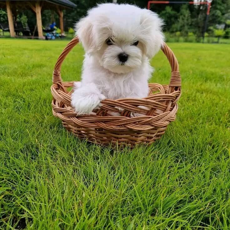 Lovely Maltese Puppies For Adoption image 5