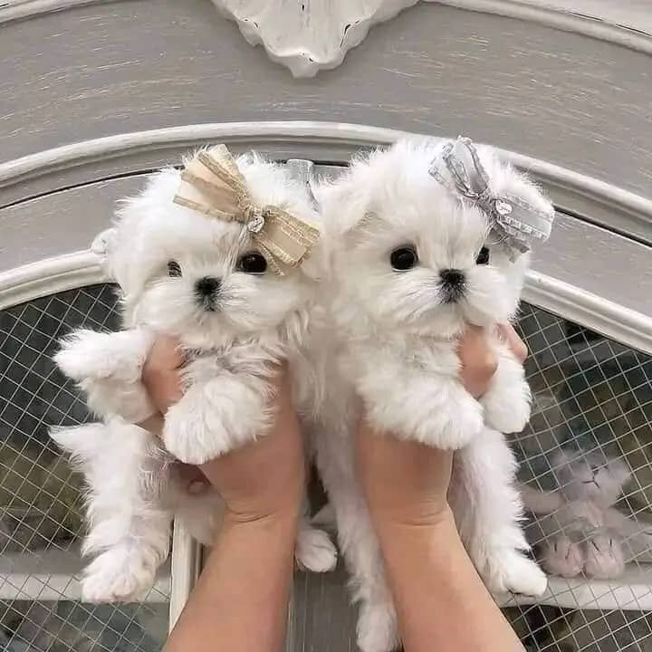 Lovely Maltese Puppies For Adoption image 1
