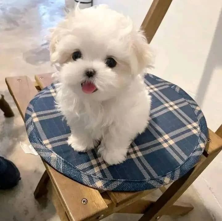 Lovely Maltese Puppies For Adoption image 3