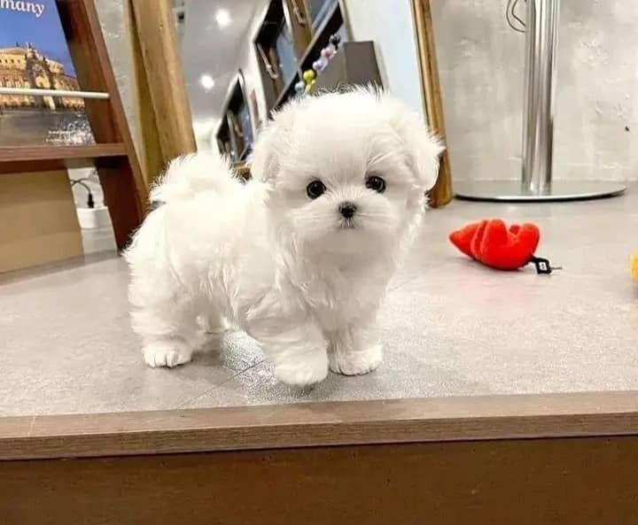Lovely Maltese Puppies For Adoption image 2