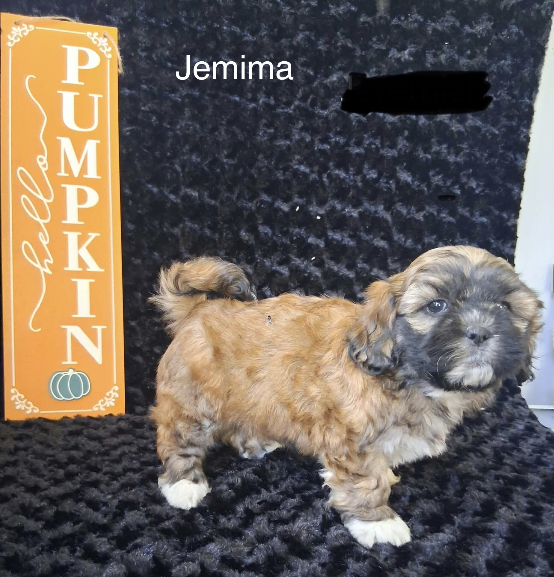 Jemima image 3