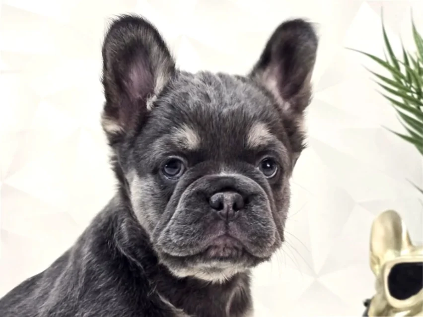 Angel – French Bulldog puppy image 1