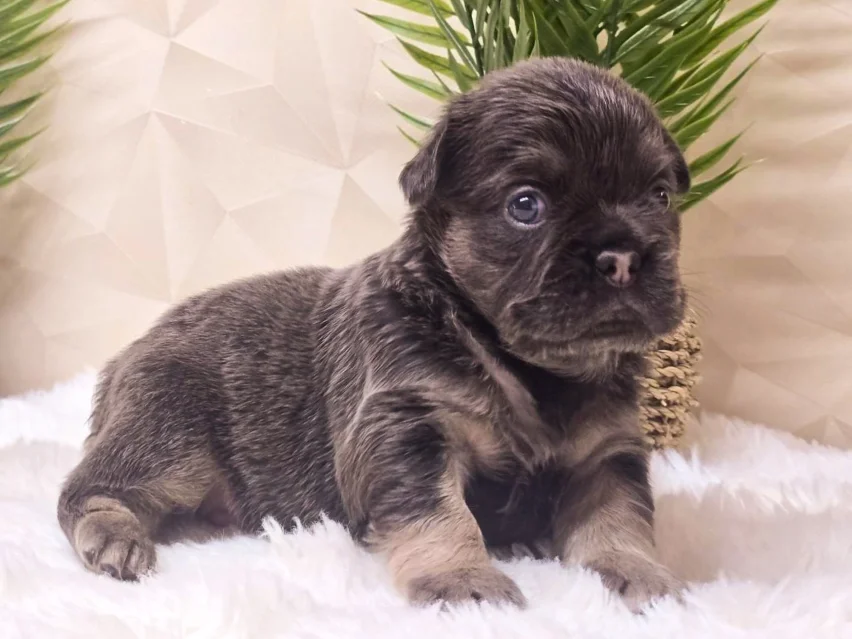 Angel – French Bulldog puppy image 3