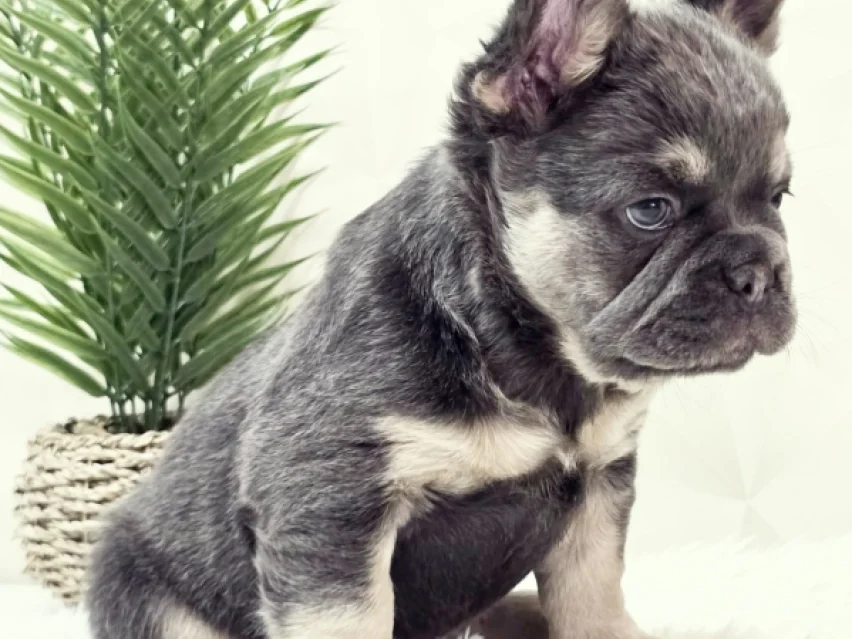 Angel – French Bulldog puppy image 2