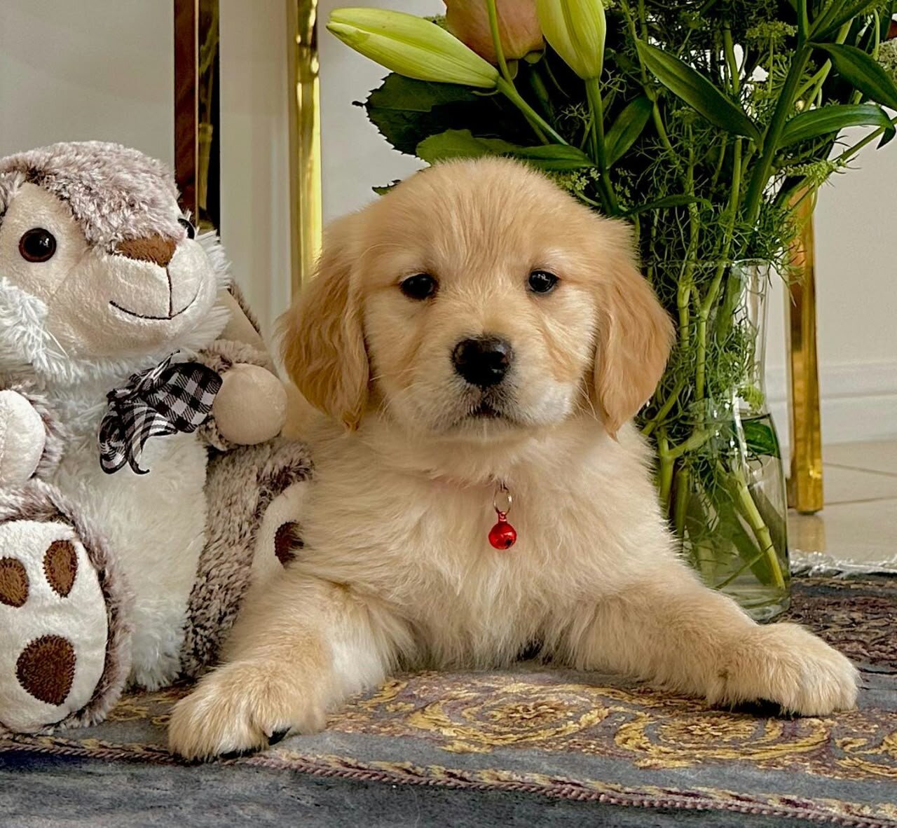 Golden Retriever Puppies image 1