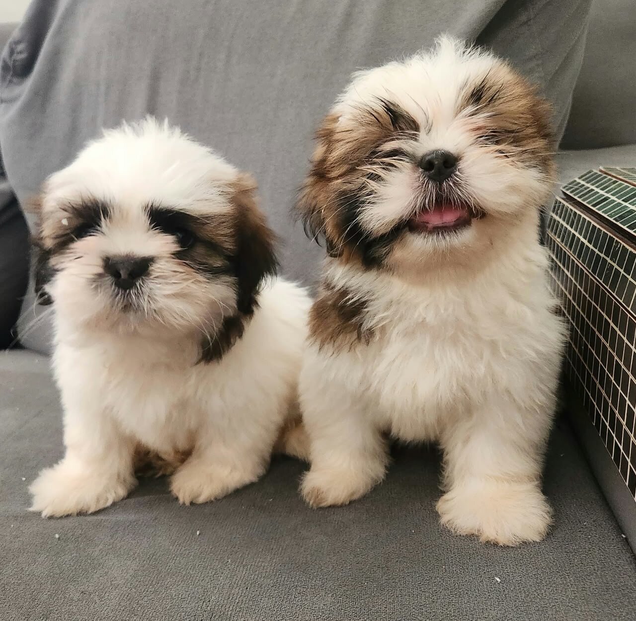 Shih Tzu Puppies available image 1