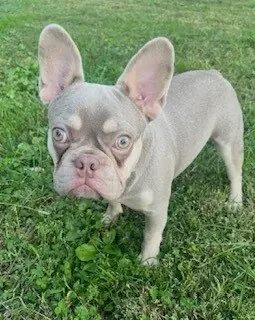 French Bulldog image 4