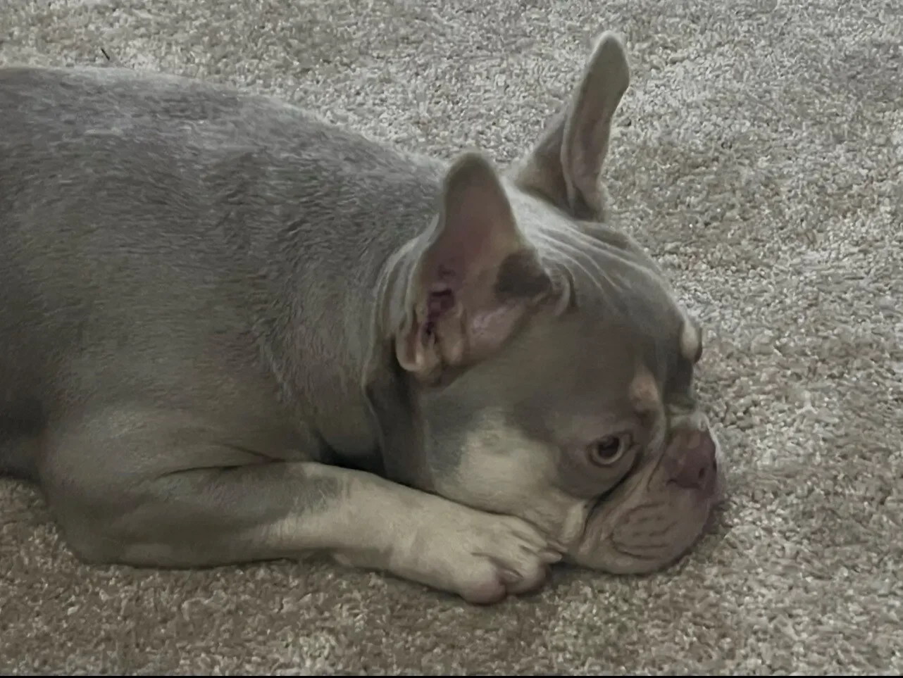 French Bulldog image 2