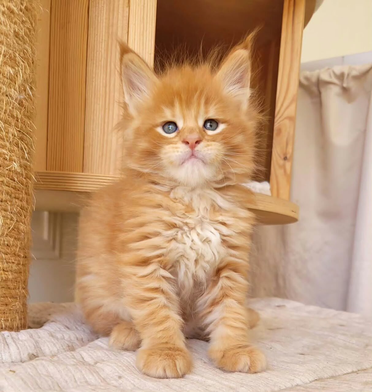 Male and Female Maine Coon kittens image 1