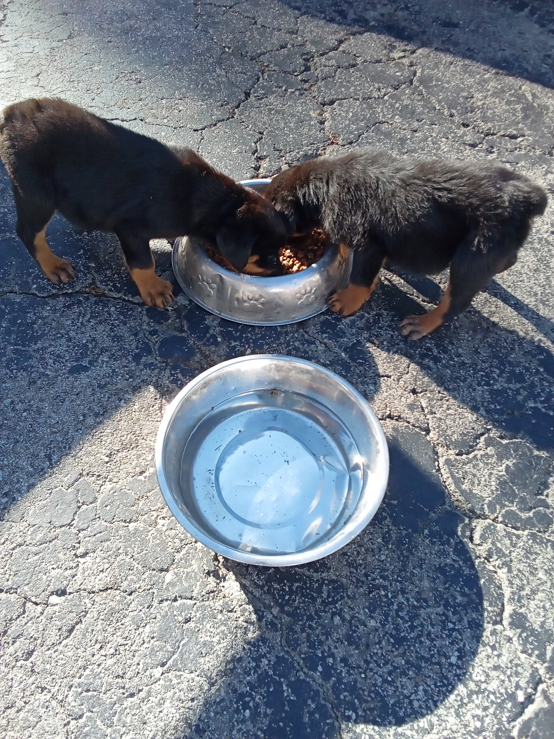 Rottweiler puppies image 1